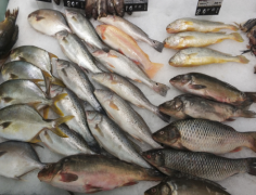 菜市场公认的“金牌”淡水鱼，价格便