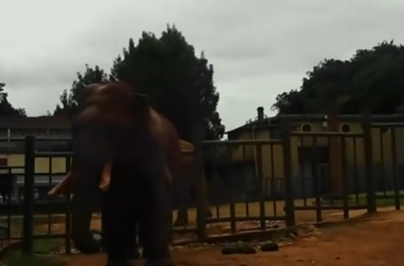 昆明动物园内一游客将包裹着塑料袋的苹果扔给大象，导致大象误食