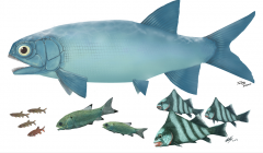 云南暴鱼的发现更新三叠纪生物复苏的