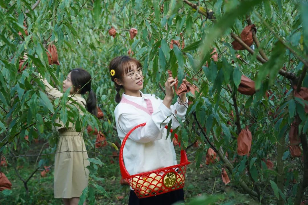  10月13日，在南昌市太平镇世外桃源扶贫种植基地，游客正采摘冬桃。新华社发