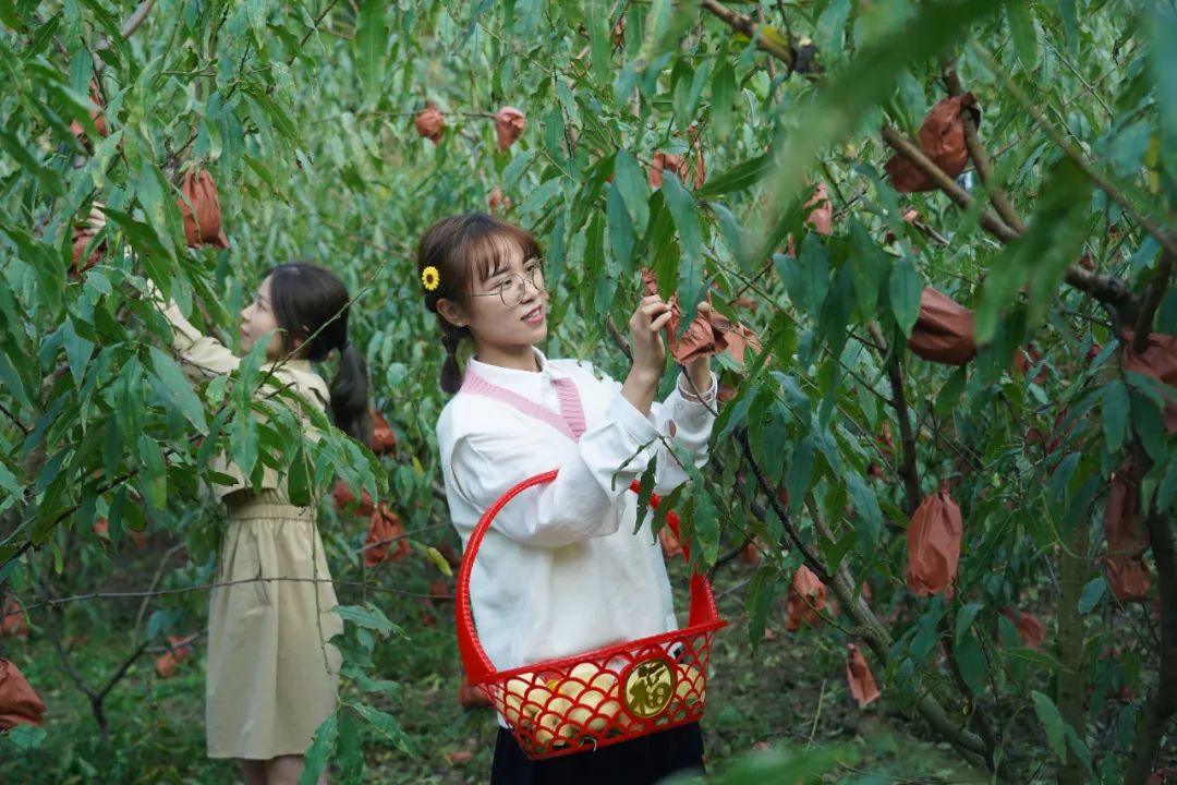 10月13日,在南昌市太平镇世外桃源扶贫种植基地,游客正采摘冬桃。新华社发