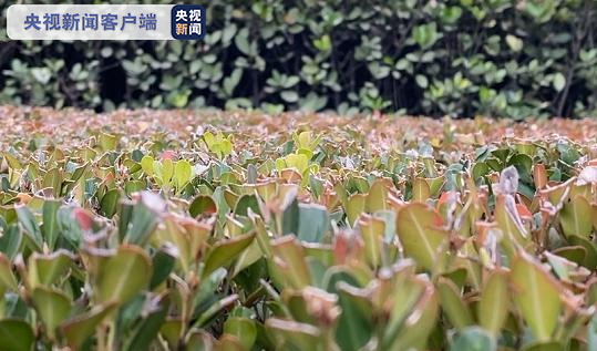 (总台央视记者谭海梅 孟涛)