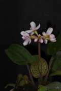 为世界生物物种增添了一新成员