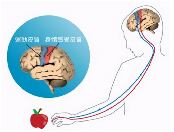 李玫瑾:孩子未来聪不聪明,从手就能看出来,不用等长大
