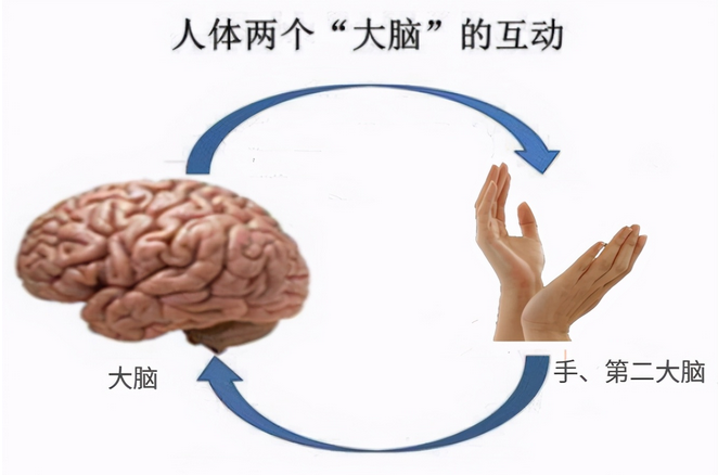 李玫瑾:孩子未来聪不聪明,从手就能看出来,不用等长大
