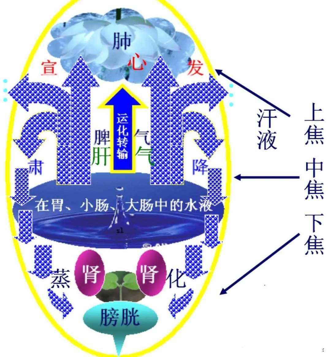 中医解惑：治肝实脾的“实脾”是补脾胃的意思吗？