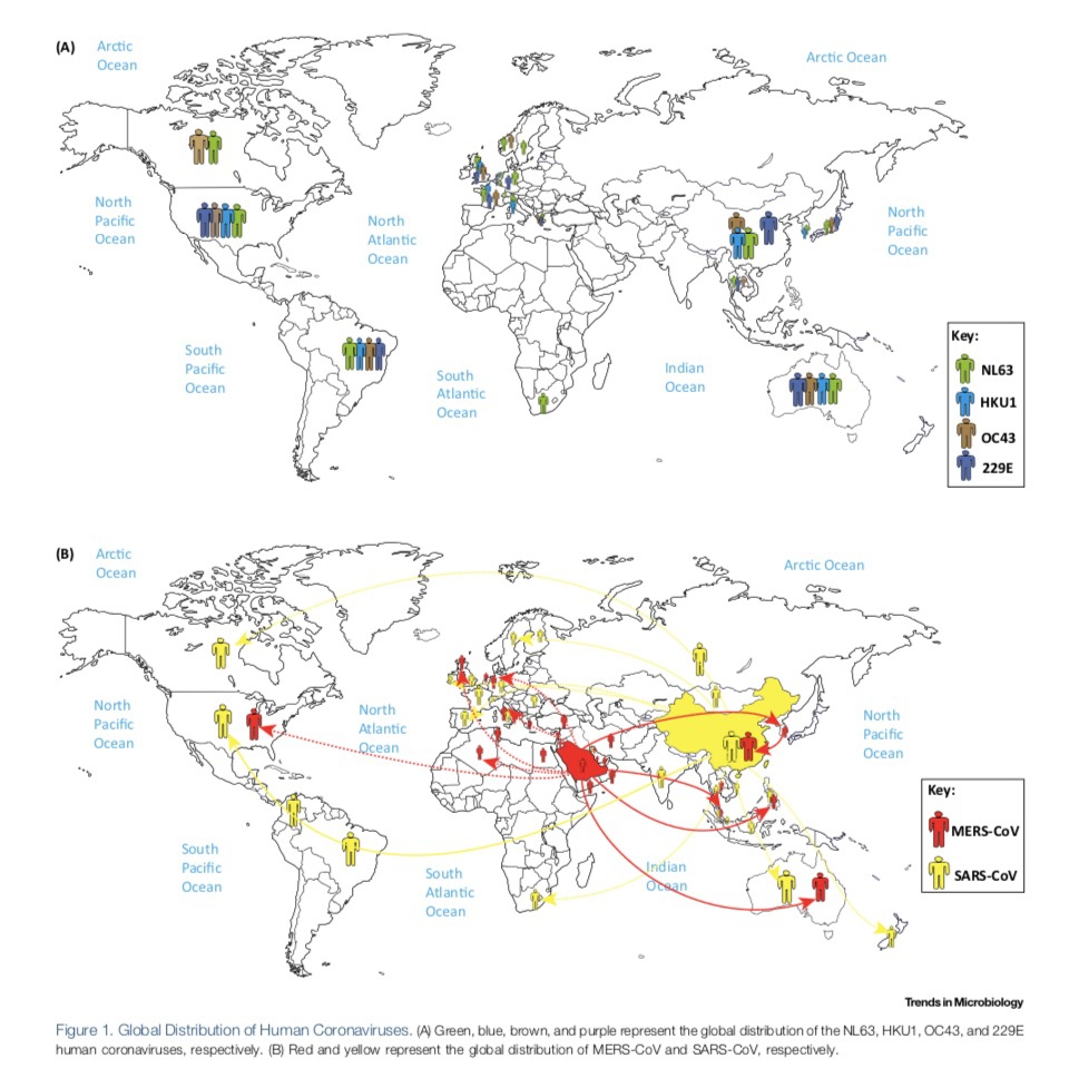 全球人类冠状病毒分布。来源：高福等人发表的论文“Epidemiology， Genetic Recombination，and Pathogenesis of Coronaviruses”。