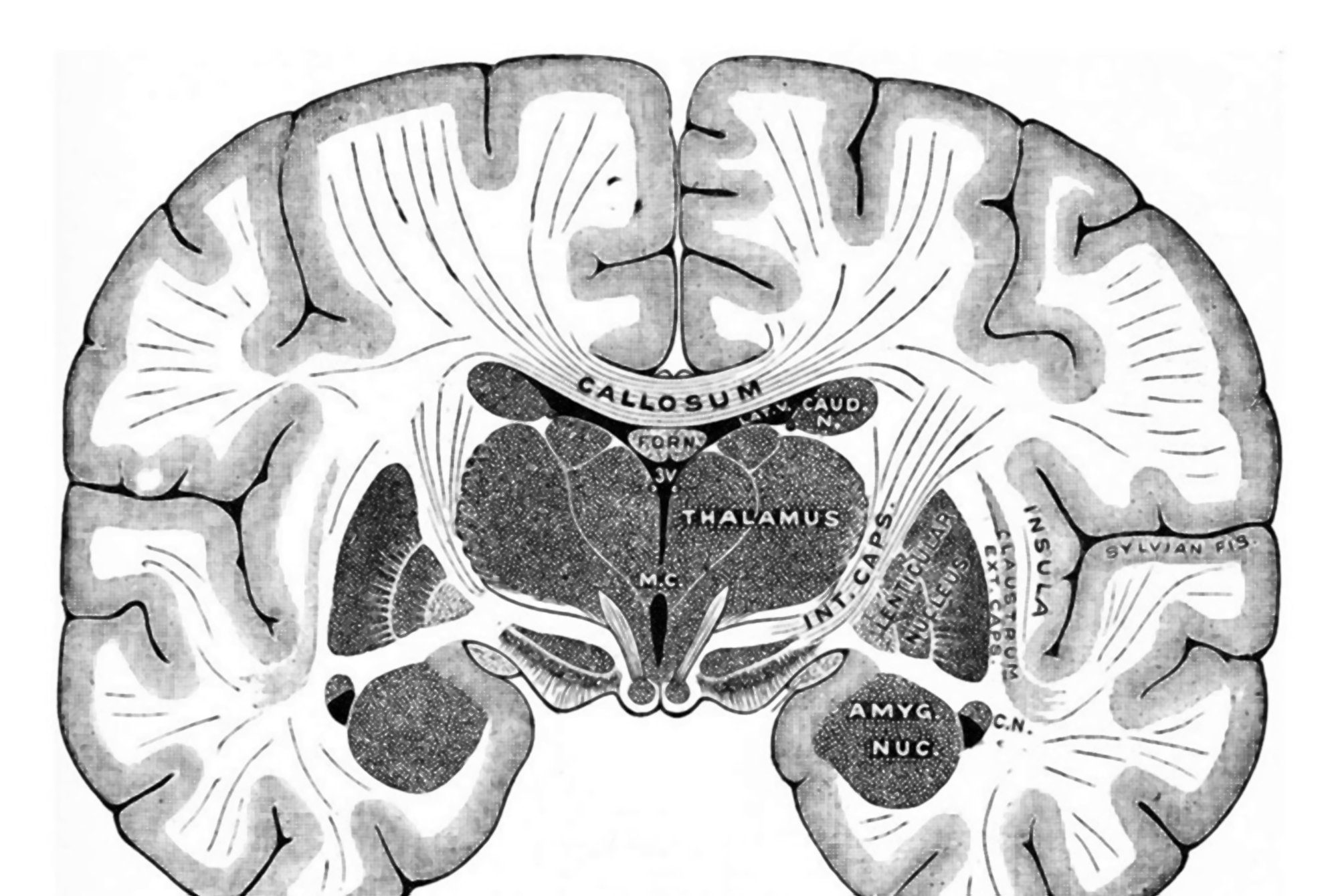 脑科学研究:男孩“开窍晚”不是因为笨,而是左右脑的合作不密切