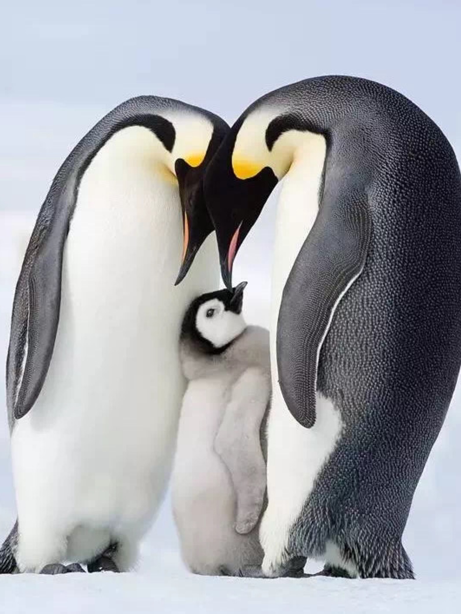 和帝企鹅学习做家长：父母原始的爱，是孩子由内而外的力量