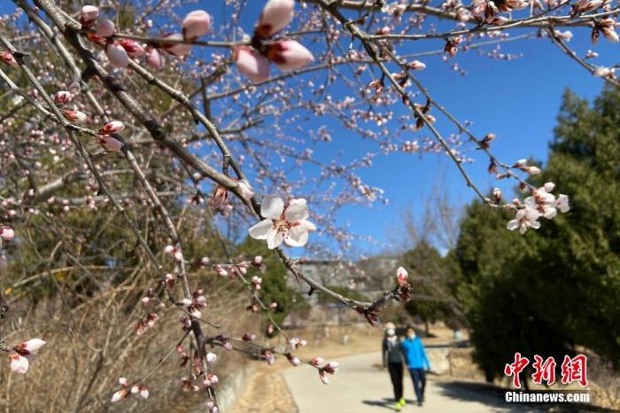 资料图：2020年3月14日，北京天气晴好，北京西山国家森林公园春暖花开春意渐浓，吸引市民及游客前来踏青赏春。 中新社记者 张兴龙 摄