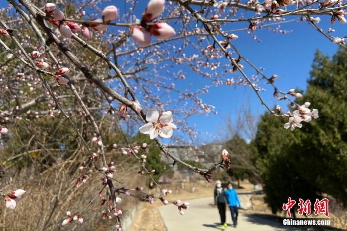 资料图:2020年3月14日,北京天气晴好,北京西山国家森林公园春暖花开春意渐浓,吸引市民及游客前来踏青赏春。 中新社记者 张兴龙 摄