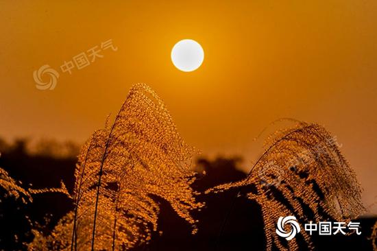 近日,重庆南川“絮花” 与暖阳相称,美如画。(图/瞿明斌)