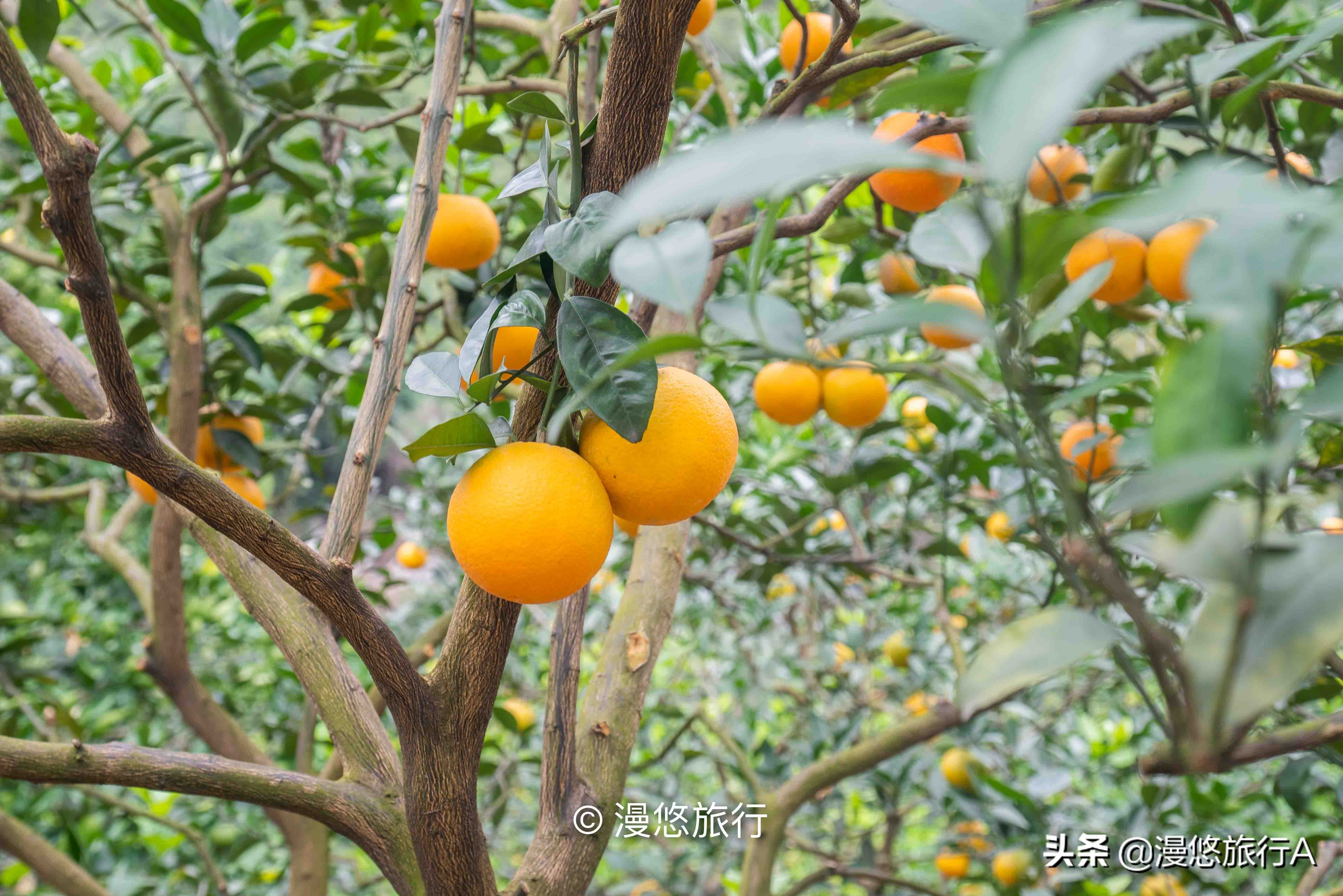 中国最美山水不在桂林市，藏在兴坪镇的山水才是资深旅行者的天堂