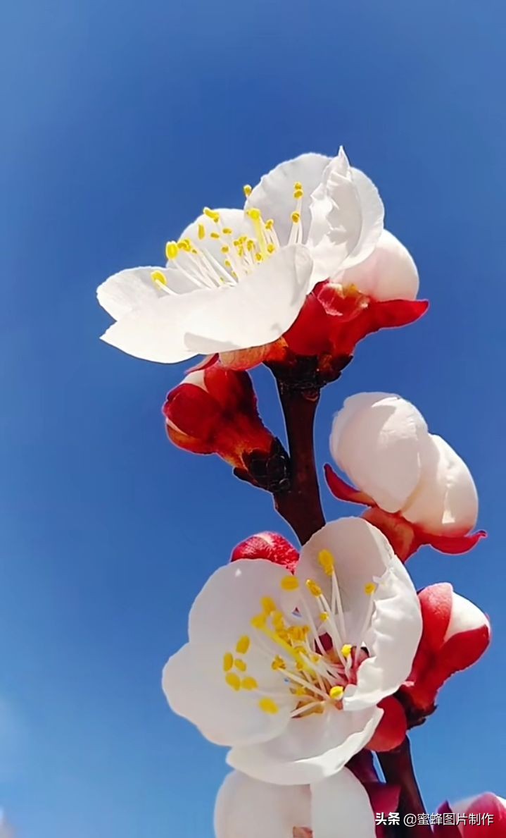 壁纸头像美图，桃李芬芳，梨花压海棠