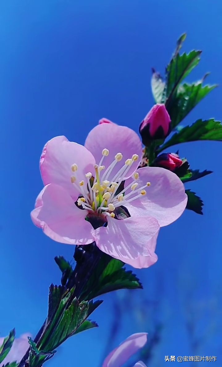 壁纸头像美图，桃李芬芳，梨花压海棠