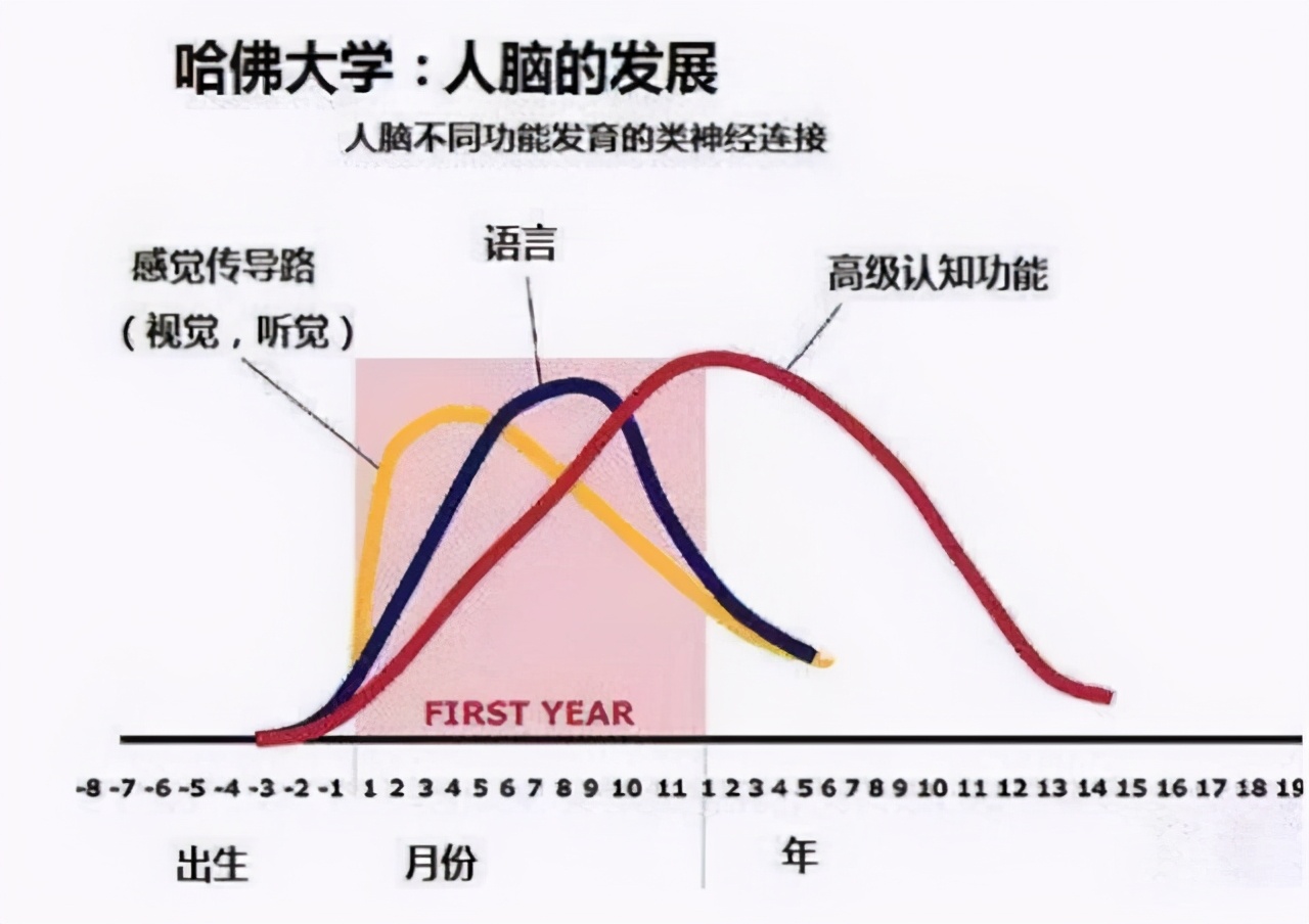 哈佛研究:儿童一生有3次变聪明的机会,并非都在“初中”
