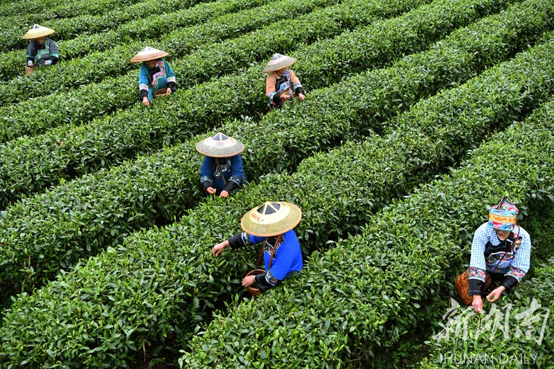 保靖县葫芦镇枫香村排花苗寨，苗族群众穿着苗族特色服装在茶园中忙着采摘鲜茶。湖南日报首席记者郭立亮 摄