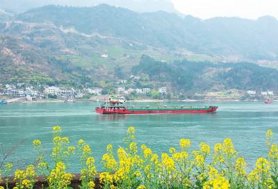 2021年2月15日,轮船行驶在长江三峡水域。近期,长江三峡两岸各色山花开放,春意渐浓。新华社 图