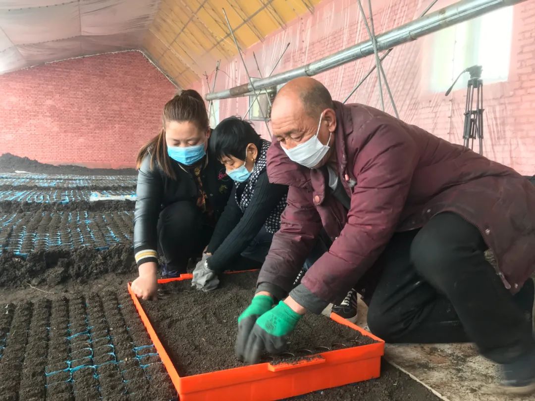 2021年2月19日,黑龙江省海伦市向秋蔬菜种植农民专业合作社理事长高向秋(左一)正和社员一起摆盘育辣椒苗 新华社记者 马明超 摄
