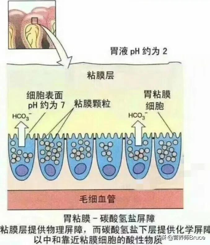 慢性胃炎不能吃哪些食物?应该吃些什么?