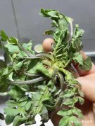 “春天第一鲜”，季节性很强，凉拌调