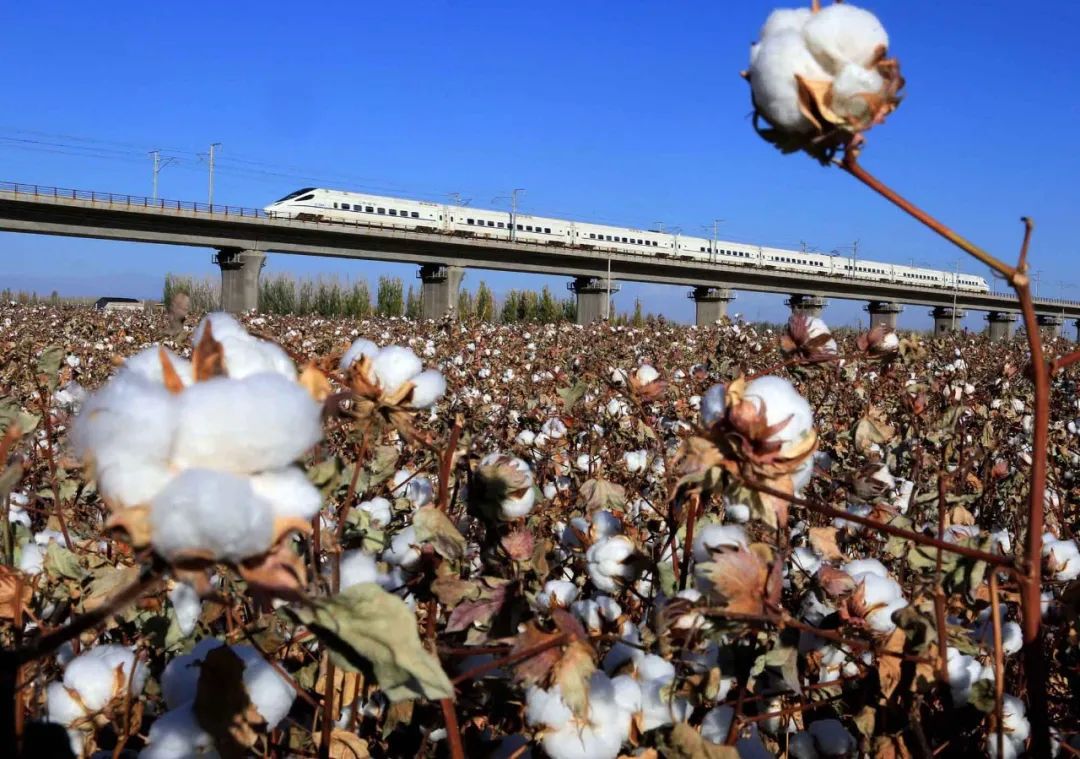带头抵制新疆棉花的BCI，是个什么组织？