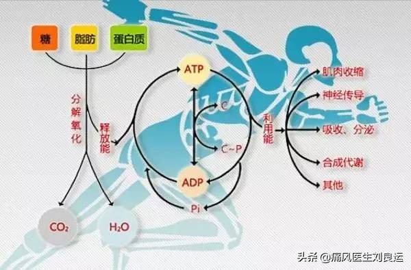 痛风是吃出来的病?尿酸高还是喝出来、累出来、懒出来和胖出来的