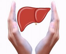 调养肝脏有“养肝”和“清肝”之分
