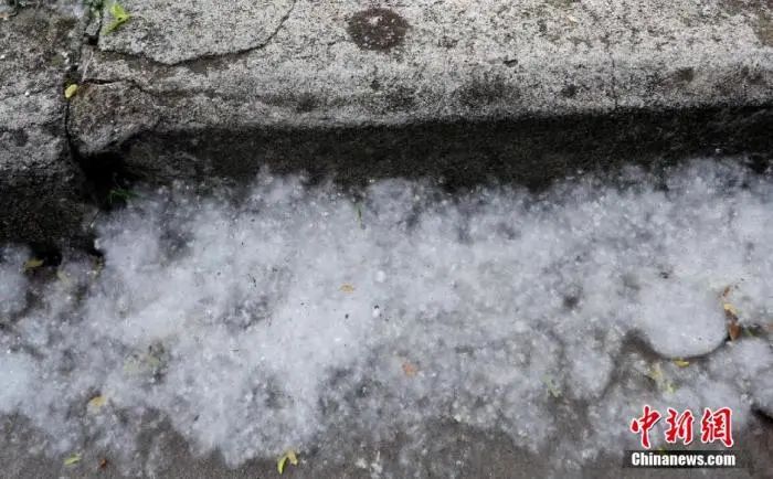 资料图:地面和草地上堆积的柳絮。刘家 摄