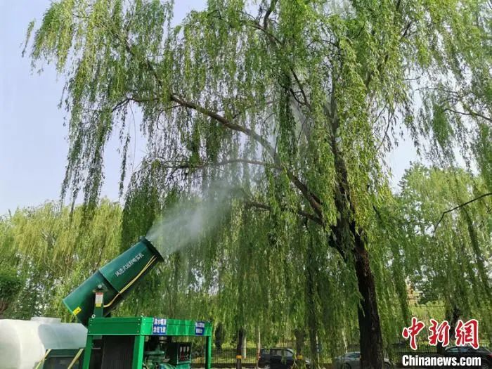 资料图:园林绿化工人正在用雾炮车对飞絮进行湿化。何建勇 摄