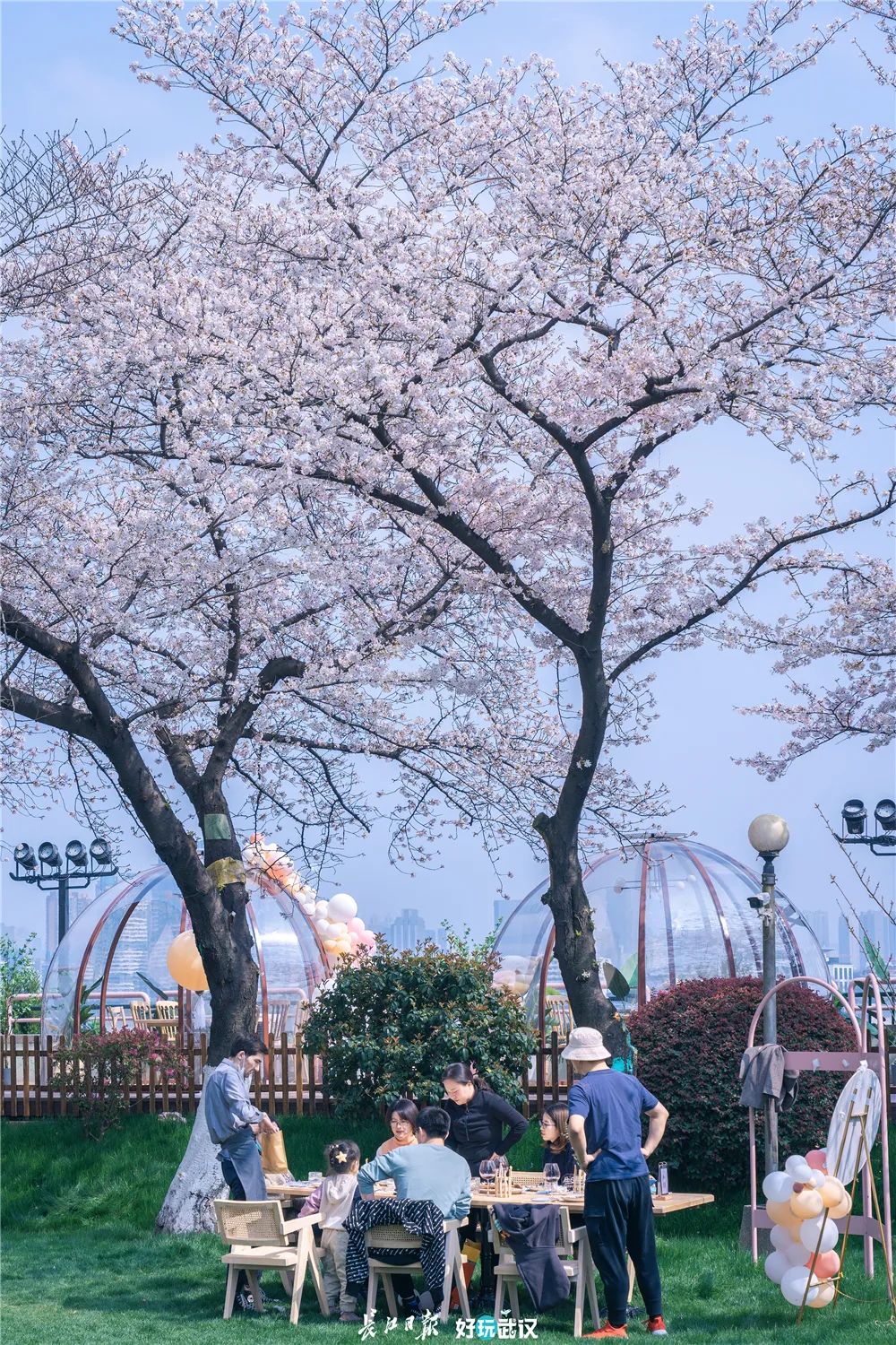 晴川假日酒店樱花树下品美食。长江日报城市摄影队 徐勤 摄