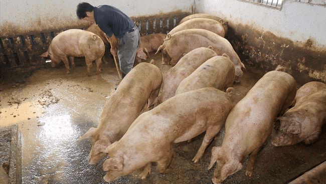 猪价缘何跌入“7元时代”?揭穿行情下挫的真相,恍然大悟!