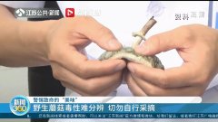 秋天是野生蘑菇的生长旺季，专家提醒