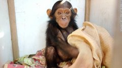 美媒：刚果（金）发生首起绑架黑猩猩