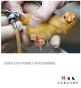 欧洲禽流感蔓延到美国：火鸡遭“屠杀
