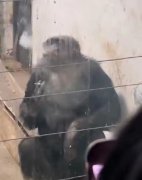 新疆一动物园猩猩抽烟吐烟圈动作娴熟