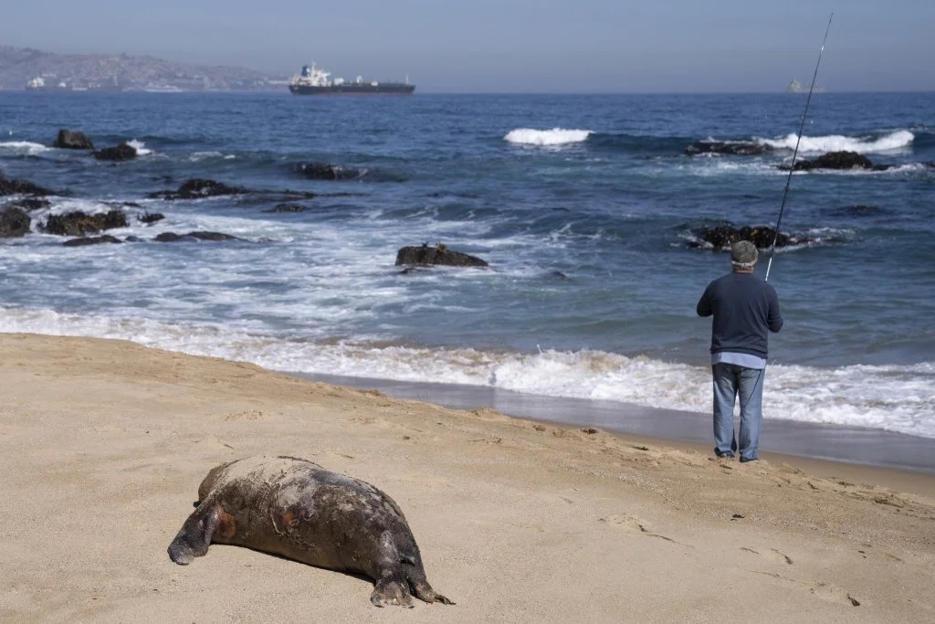 当地时间2023年3月31日，智利维尼亚德尔马，禽流感病毒持续蔓延，海滩现海狮尸体。