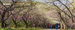 宝鸡市春季赏花去哪里 推荐宝鸡市春季