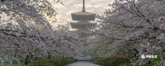 洛阳市春季赏花去哪里 推荐洛阳赏花的