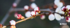 赣州市春季赏花去哪里 赣州春季赏花攻