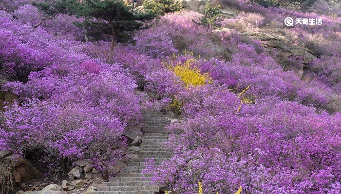 玉溪市春季赏花去哪里