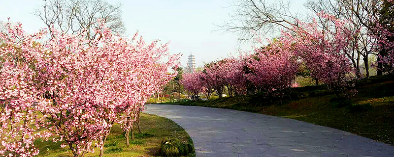 清明节去哪里旅游好