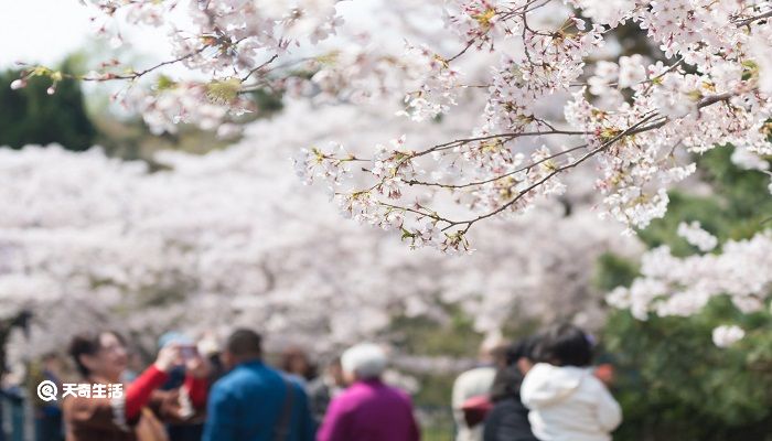 包头市春季赏花去哪里