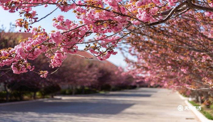 咸宁市春季赏花去哪里