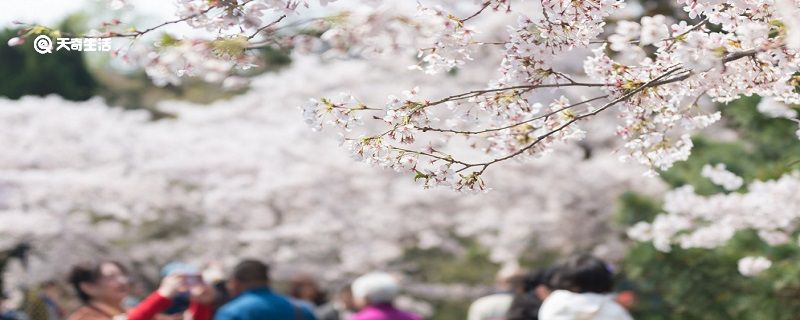 雅安市春季赏花去哪里