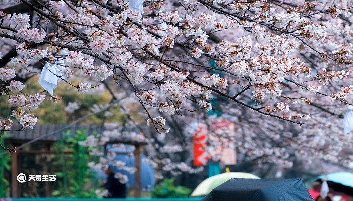 雅安市春季赏花去哪里