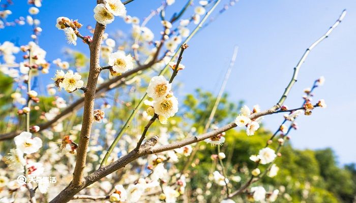 安顺市春季赏花去哪里