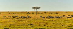 非洲动物大迁徙是什么时候 非洲动物大