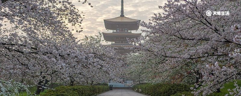 枣庄市春季赏花去哪里