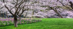 南平市春季赏花去哪里 推荐南平市春季